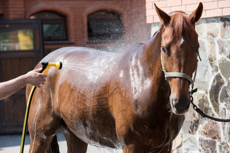 Cropped shot of person washing brown purebred horse outdoors